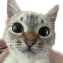 big eyes, spiky ears, tiny snout, yep confirmed 100% cute cat