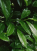 a pixelated image of plants