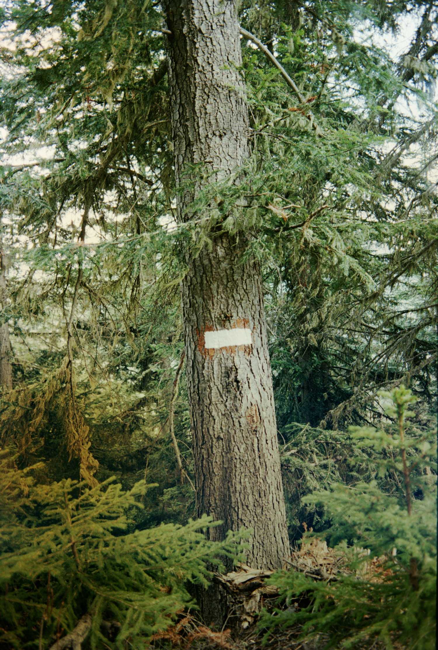 Lost in pine branches, a long trunk is emerging with a painted mark on it. No idea what It could mean. It's an horizontal white stripe on a messy deep brown background. Doesn't looks like the usual trail indication for hikers so perhaps some message from the forest management team ?