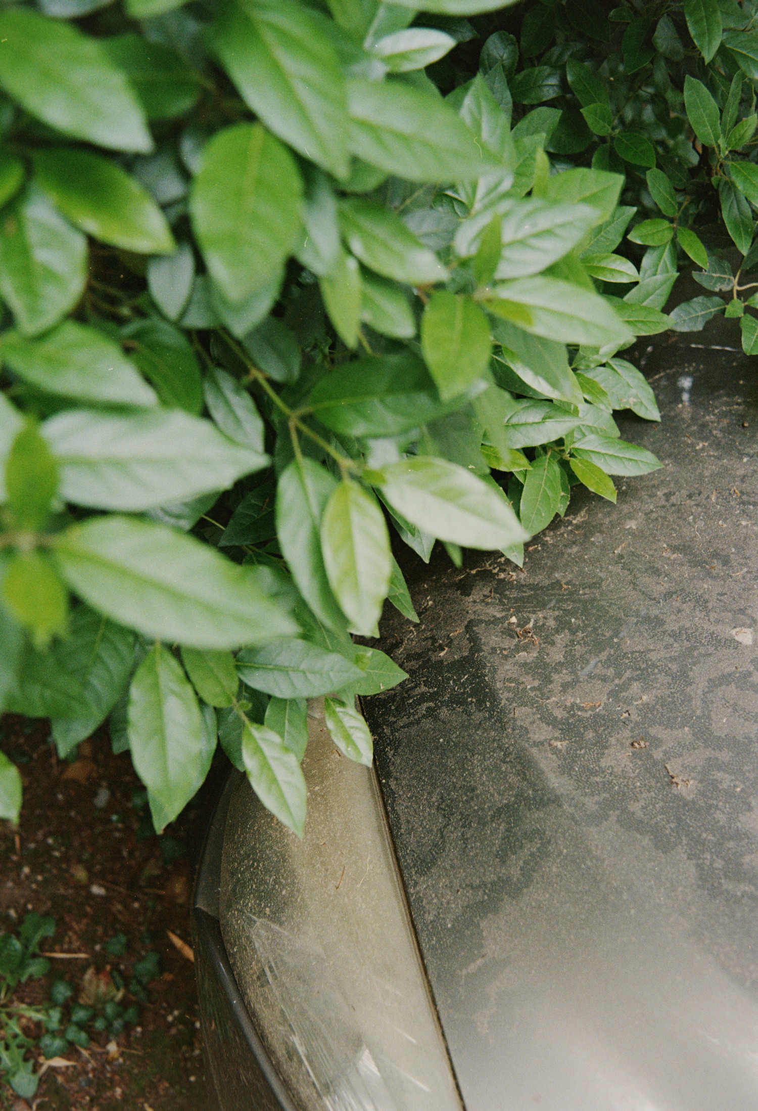An interesting contrast between the very vivid green bush leaves and the cold grey body of a car parked against it. Car which was left probably since quite some time as a copious amount of dirt was covering it. Dirt which was starting to exhibit funny-looking zig-zagging patterns. Probably due to the rain ?