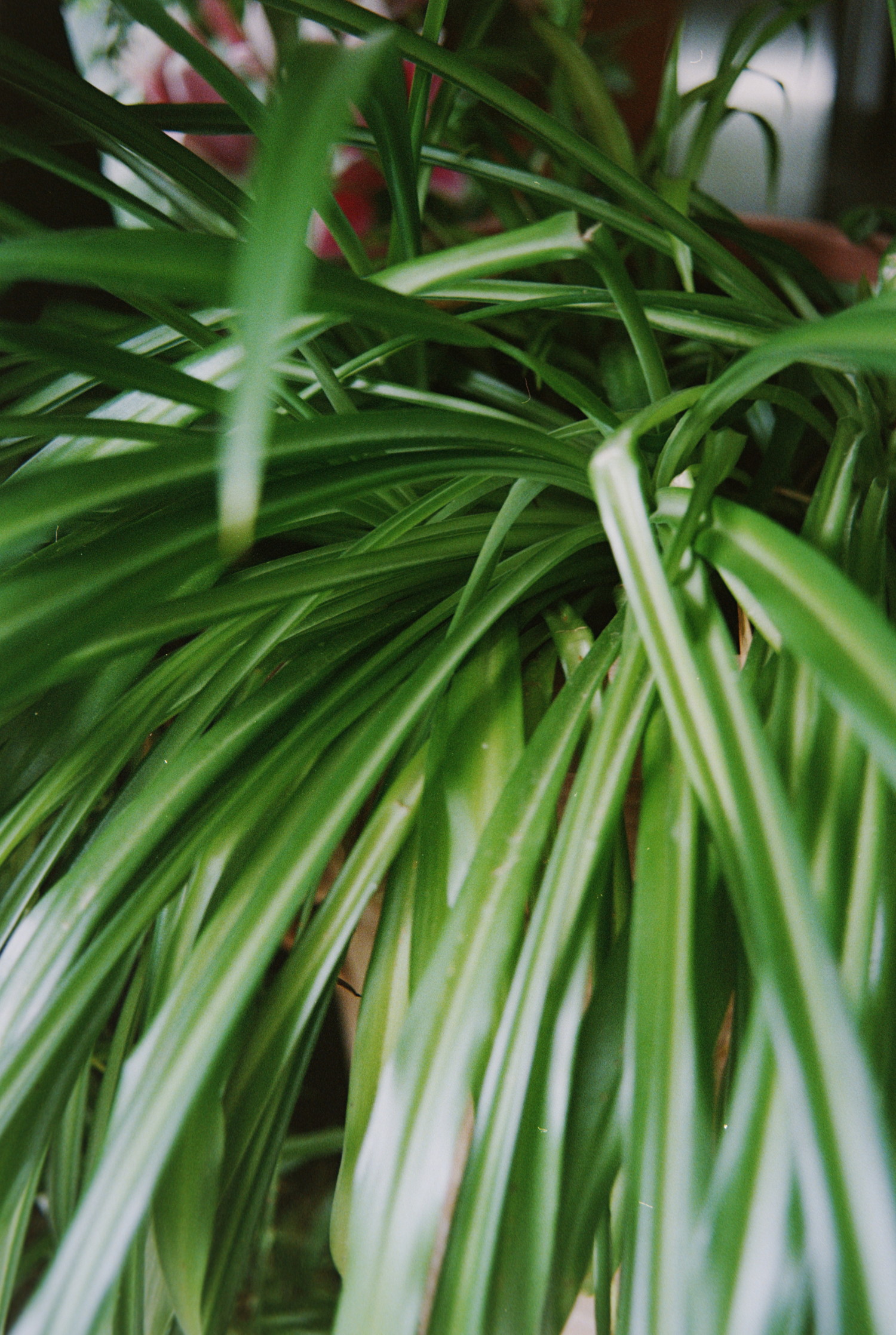What if you were close to that plant, like very close ? I mean it's a nice plant, you know the ones with very long thin leaves all coming out the same location ? It has a sublim smooth green tint that go marvelously well with the terracota of its pot.