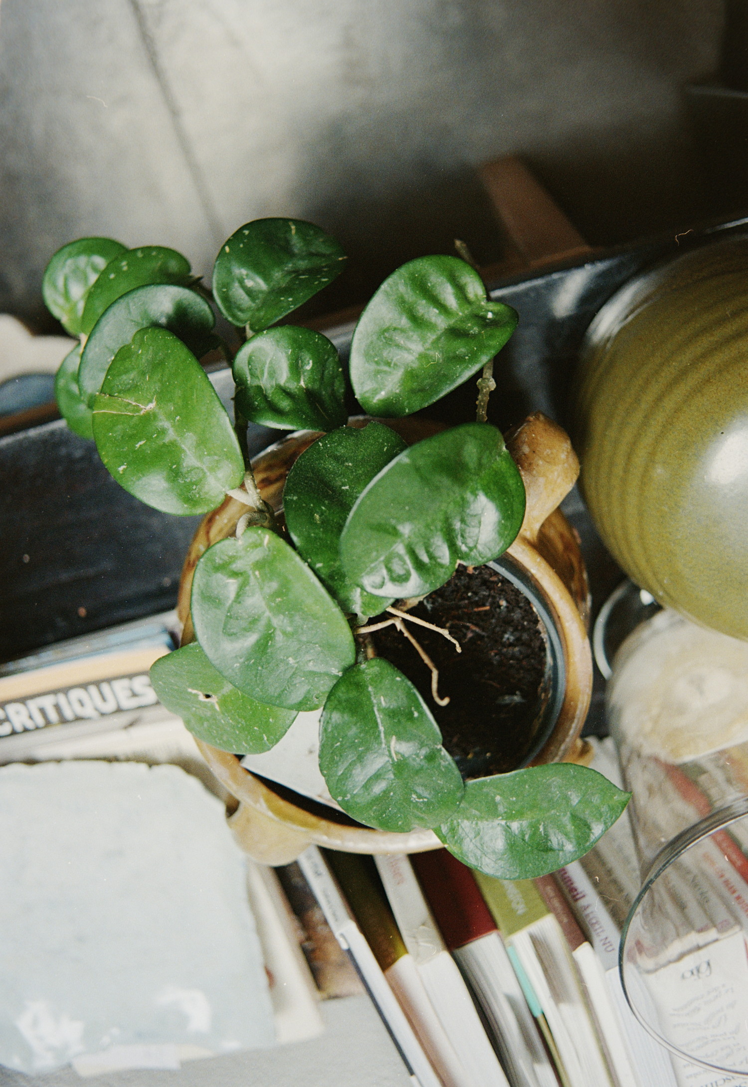 I was wandering in the living room and my eye got stuck on that small table for a second. What a mess it was, but so intriguing. Books and magazine of all sort, accompanied by various vases. The one with the most fancy shape was actually holding a small plants with very smooth round leaves. I had to take the shot. Also next-to-it another beautiful ceramic with a smooth olive color that nicely contrast with the plant.