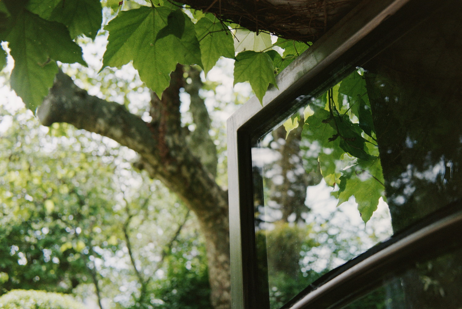 Moments before going out in the garden, I look up in the corner of the door. A beautiful glass door is reflecting the soft sky while a whole family of young ivy leaves are hanging out above it. In the background the bright sky reveal the silouhette of a plane tree whose foliage create an ocean of colored spots inviting you to take a swim.