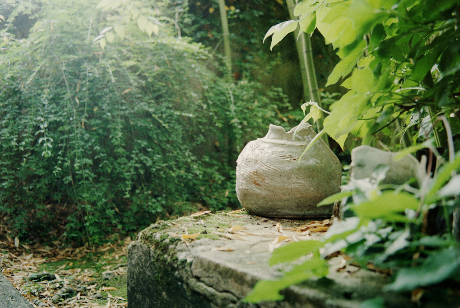 Amongst the lushy vegetation, abandoned man-made objects. A pottery, lost on its small stone wall. Blessed by the few sun that escape, from the bamboo forest it sits near by. But it's not the only one, the garden is scattered, of those pretty art pieces. Perhaps for the bugs to enjoy them ?