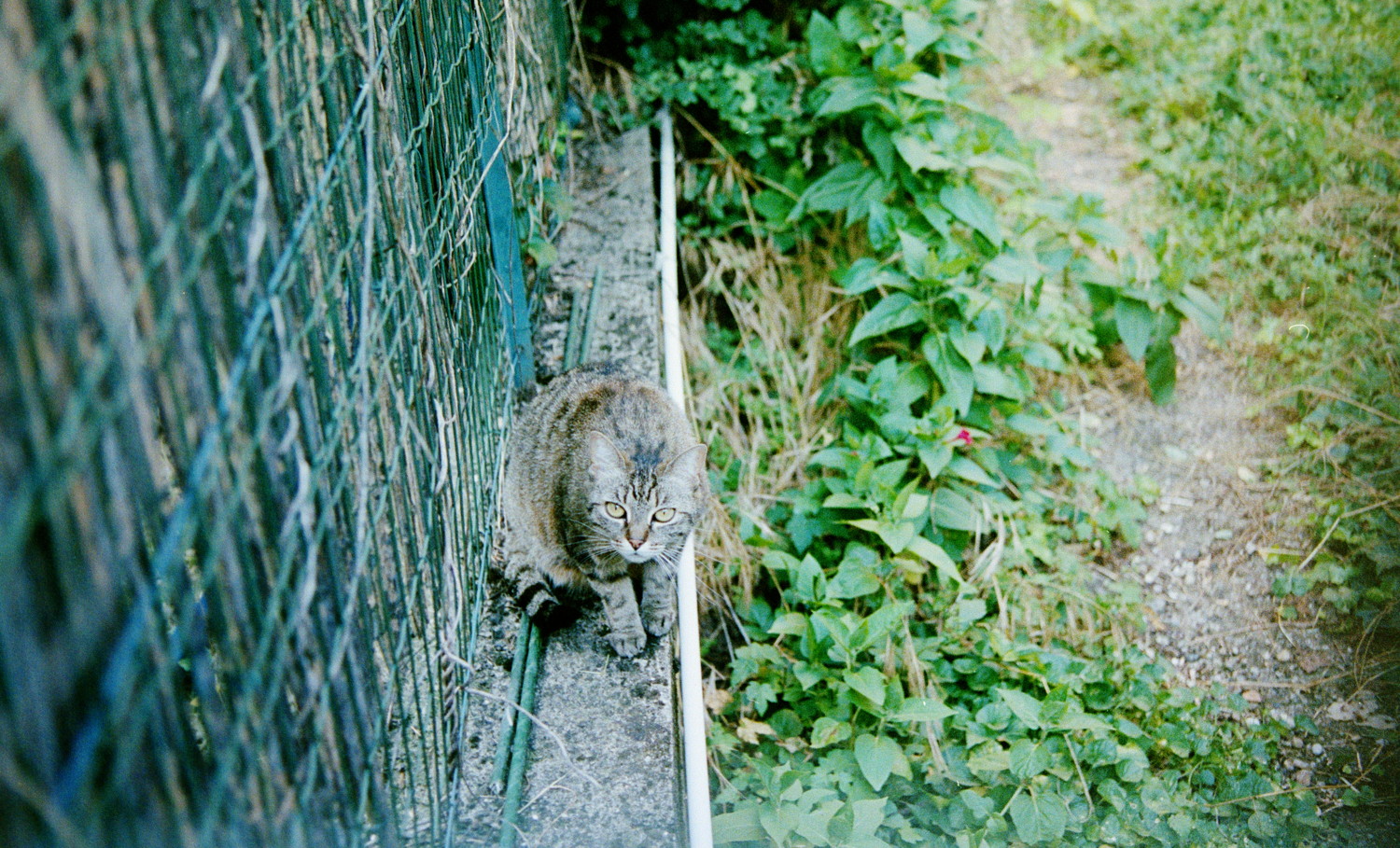 Beware beast ! But who it is ? The biped creature holding its one eye or the cautious ball of fur questioning if he should not disapear quickly in the surrounding vegetation ? I would argue the biped with its green head is probably scarier than the fur ball that blends well with the residential concrete but you can't really judge this as only one of the two was framed here !