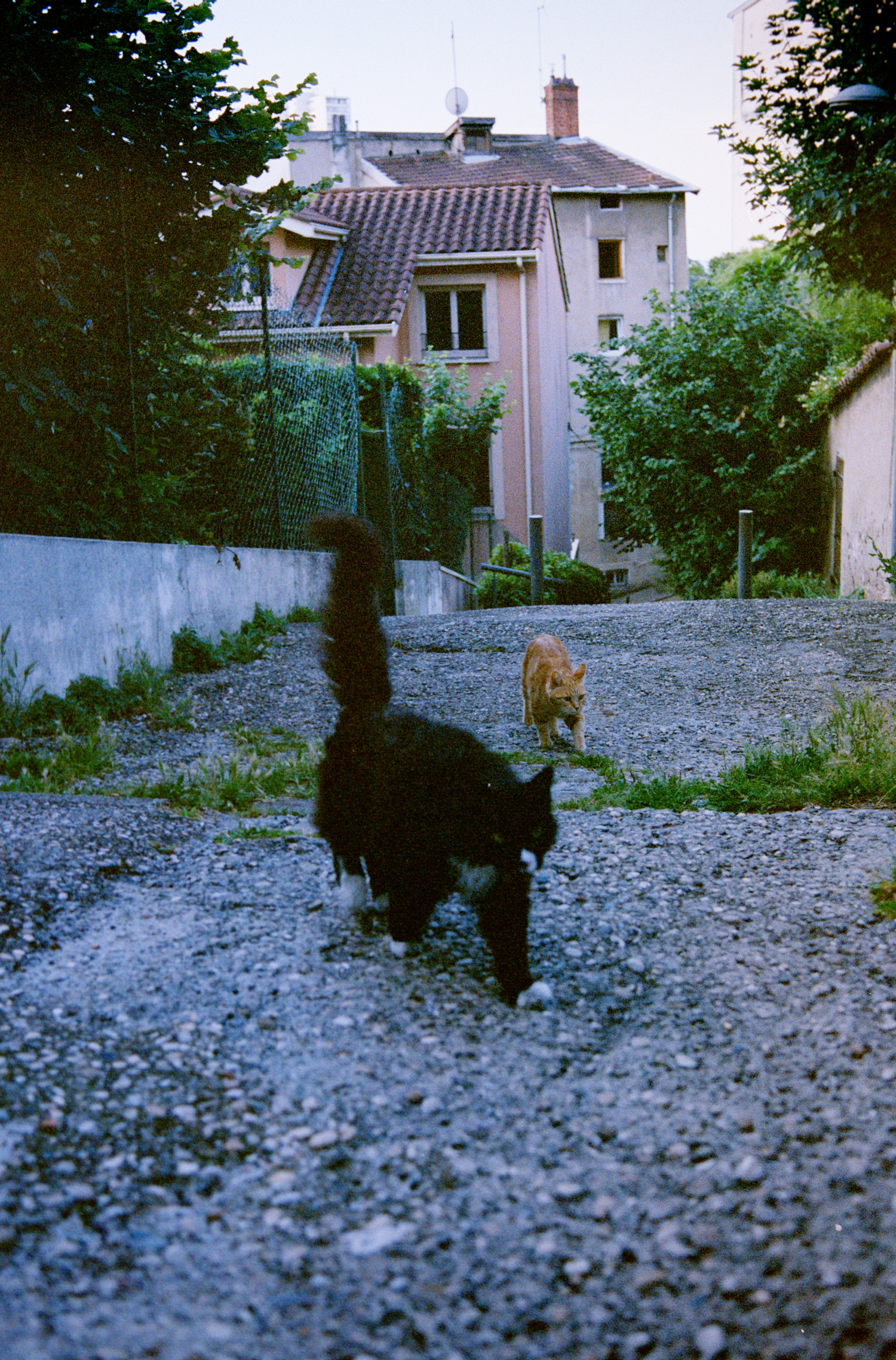 Cities sucks because they are no place for animals, while walking where building are smaller and street narrower will probably get you the pleasure of meeting friendly cats. Like this gang of colorful fluff balls squatting this wobbly alley. Funnily I missed focus and made the void-like cat even more void-like, "him you shall not distinguish, shape-less body made of antimatter (except for the cute milky spots)".