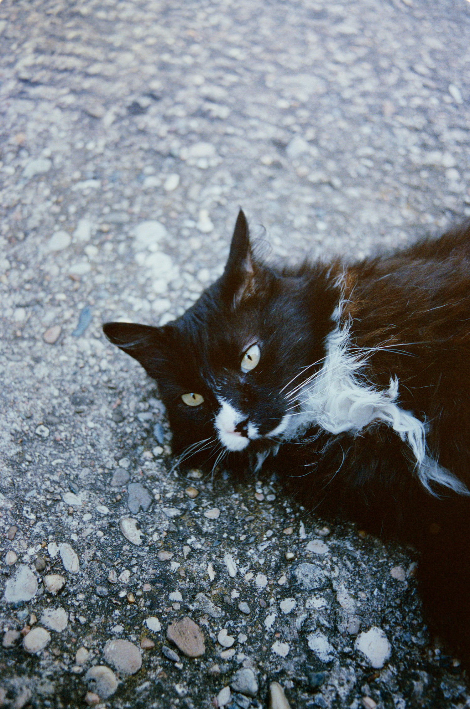 Bro is chill af. Though, the gravel doesn't seems the most confortable place to chill, but you can probably be careless for stones when you have that much fur. It make you hard to miss you though, warm clouded shape, sprinkled by few milky spots. But is it really a problem for a cat ? When it make you more prone of getting useful human attention.