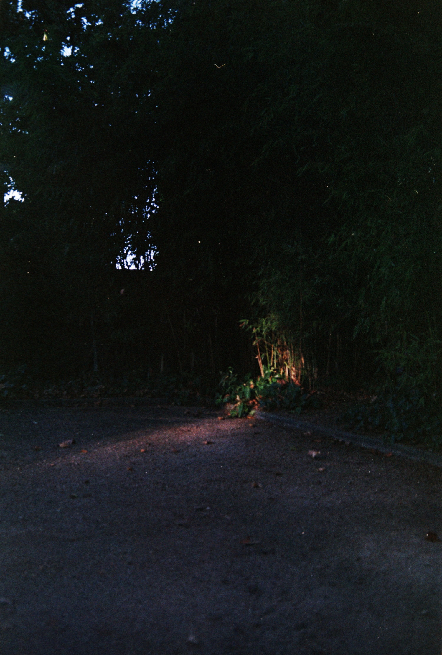 This corner of the park was pretty mundane, a large gravel aread ending on a small forest of bamboo. And at this time of the day there's not much visible. But stronger than ever, a small beam of light came to pierce through the surrounding vegetation to light a spot of ground. And just like that the small corner suddenly become worth looking at. A beautiful contrast of warm sun and peaceful shadows with splashs of chlorophyles emerging from it.
