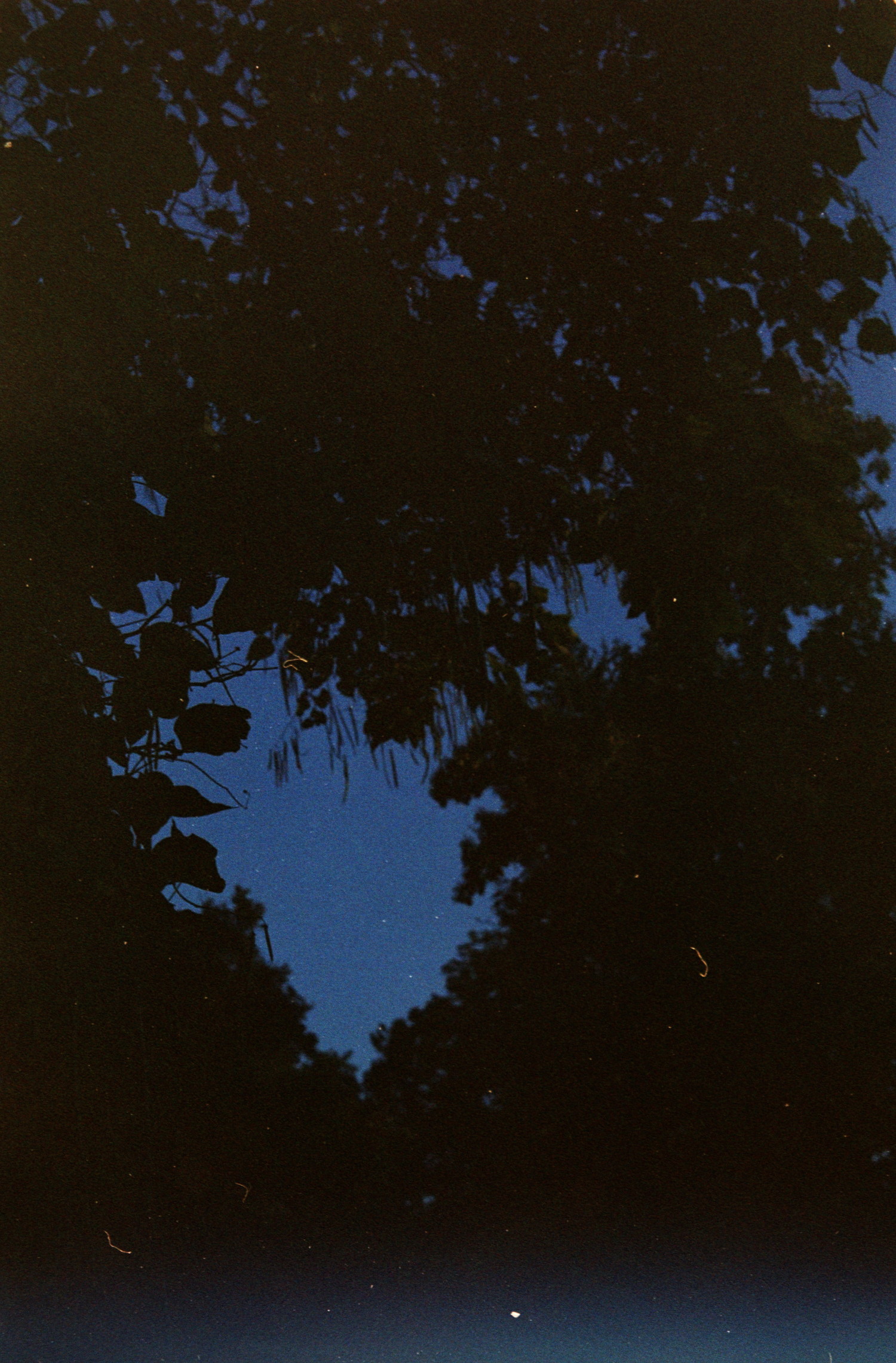 Day reaching its end,

You sit under the tree,

And free the mind from distraction.

You look up at the leaves,

All silhouette you distinguish,

Rounded shapes of shadows,

there's just black, and blues,

no more room for the doubts,

Is that peace you feel ?