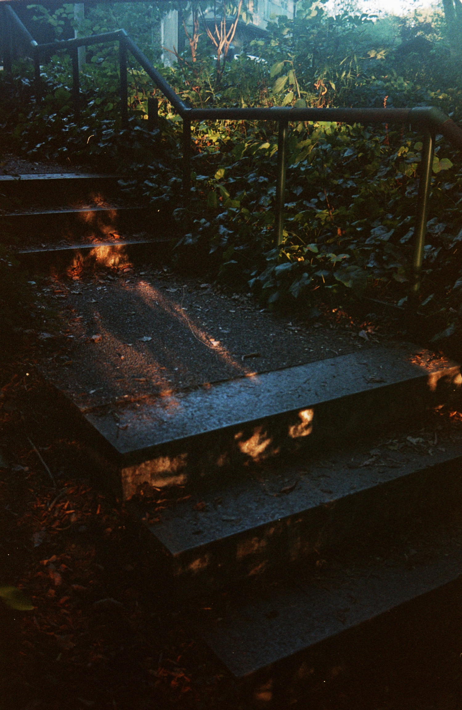 Rigid geometry of stairs,

through messy vegetation.

The sun is about to leave,

but still warmer than ever,

projecting messy shadows

on the cold old concrete.