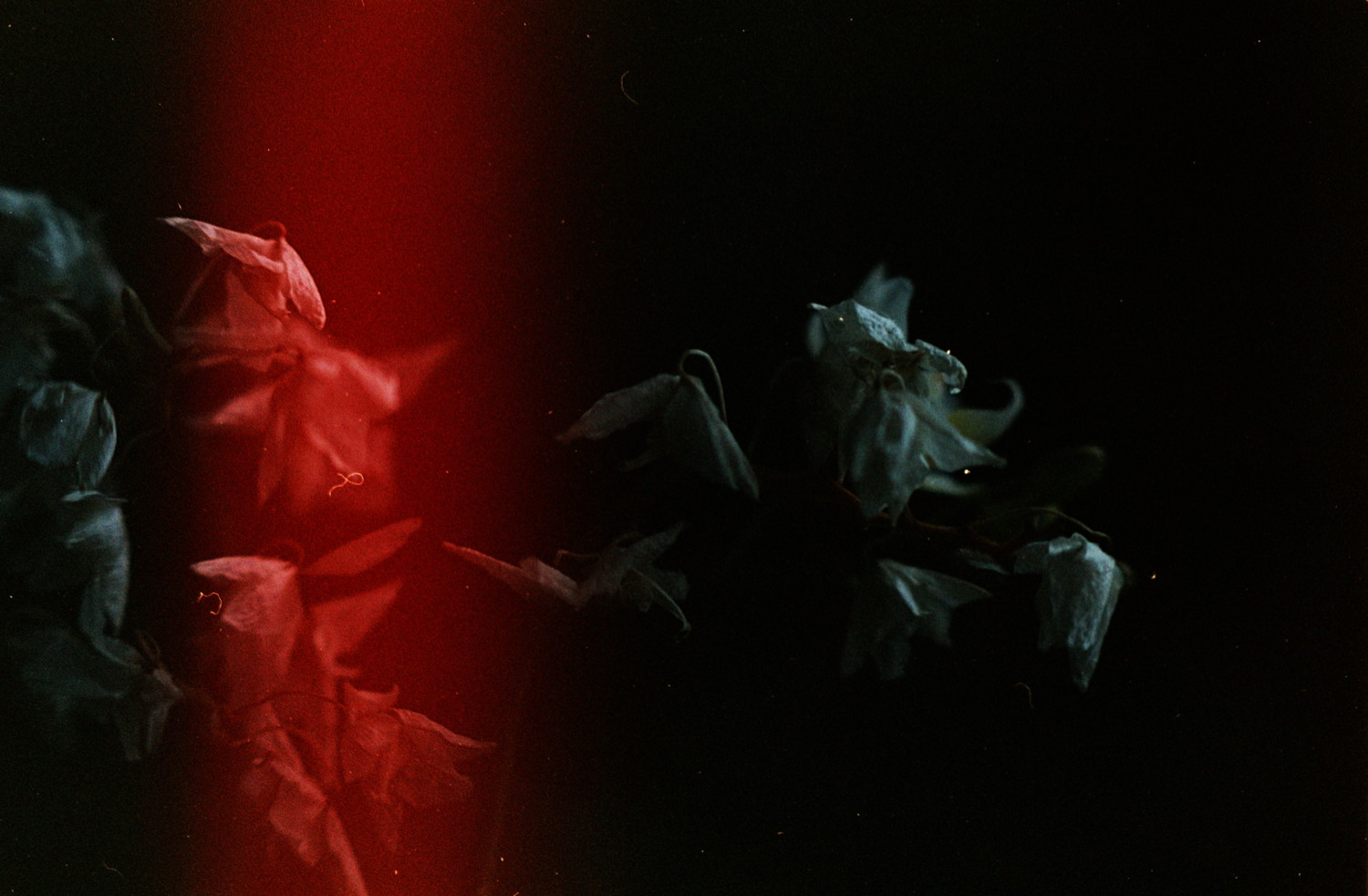 Emerging from the dark, barely lit by a soft cold light source, was clumps of what seemed to be dried leaves. Hard to guess but it's actually orchidae flowers in bad shape. And then we have the light leak. Ferrociously blasting a stripe of the scene with an intense agressive red.