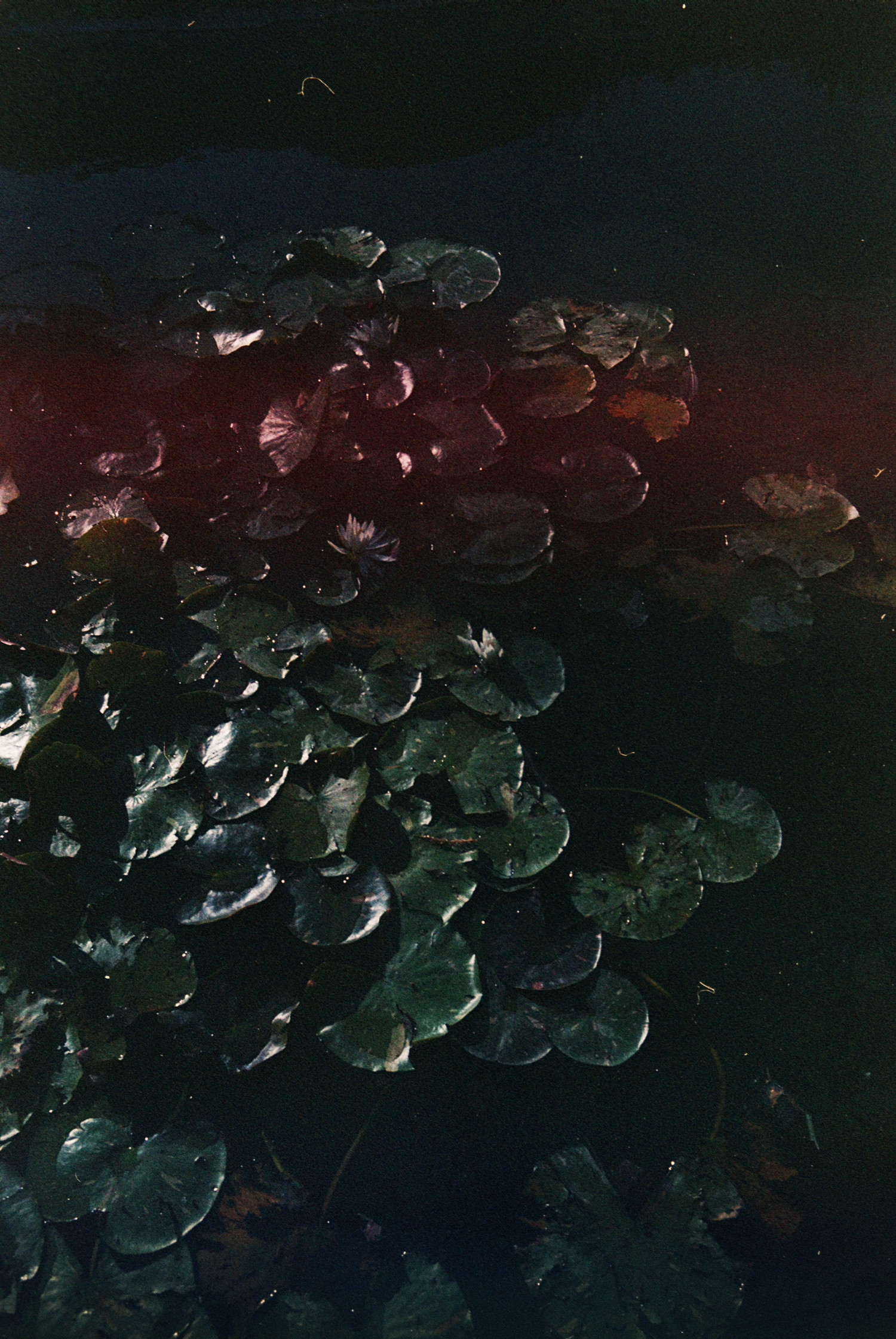 A pond full of water lilly, some with flowers. But we barely distinguish them from the water their floating on. It's so dim, so cold, yet they are reflecting what seems to be a strong light source. Even weirder a soft band of intense red is striking the picture in half.