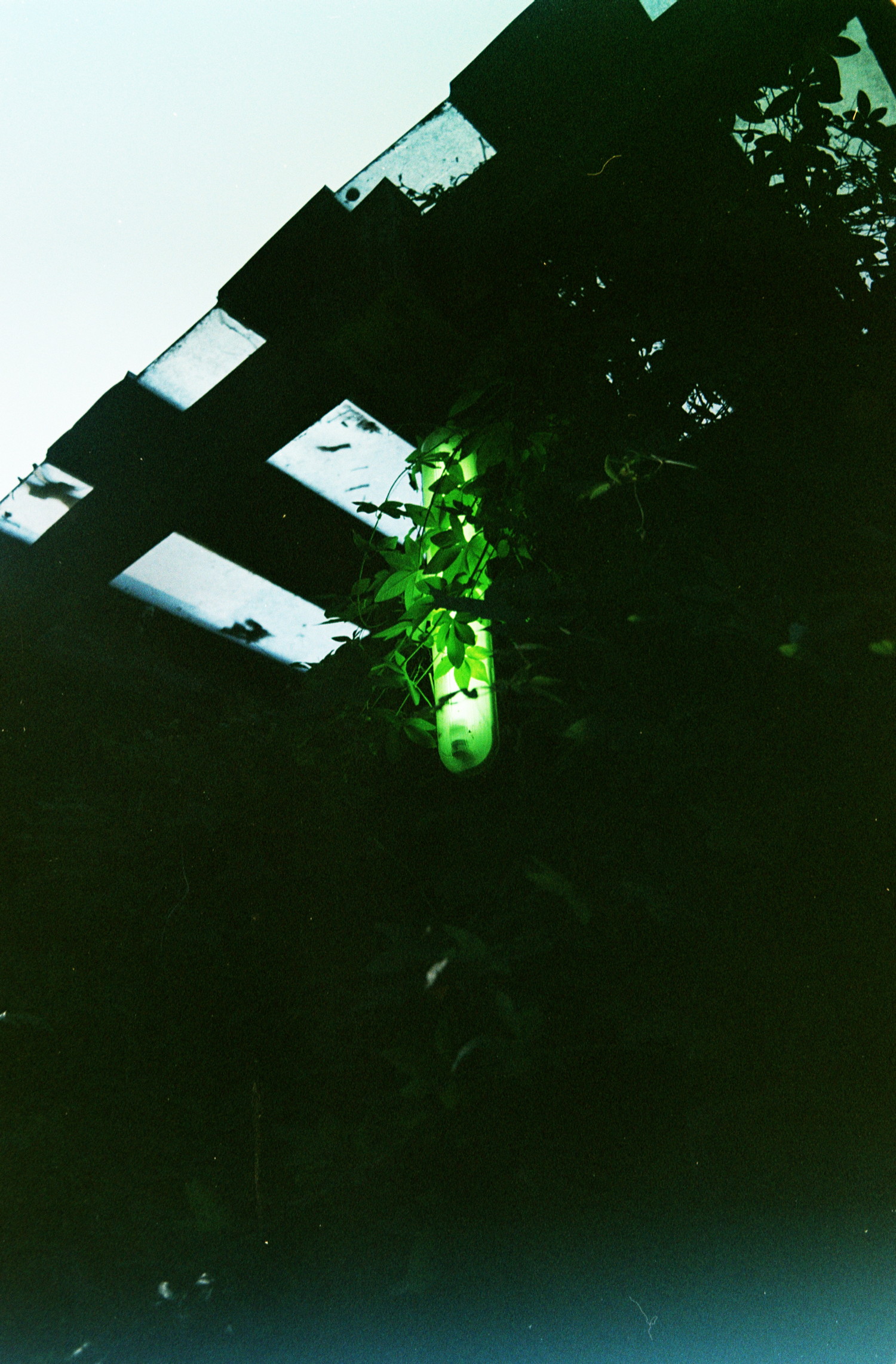 bright lights, muddy shadow, no in between.  Neon light covered in foliage, plants emerging from darkness. Why is its shinning green ? Bright sky above, too bright even, unsettling ...