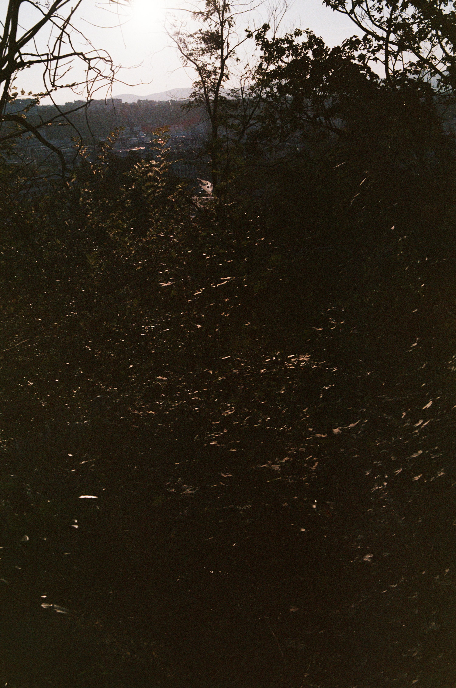 Fuzzy mix of warm noise, lighter speckles all over. It feels warm it feels dark. And abstract you might think ? But inspect for longer, ... suddenly you notice, silhouetted by bright light, messy shape of vegetation. Covering grey block of what probably is, building of a city.