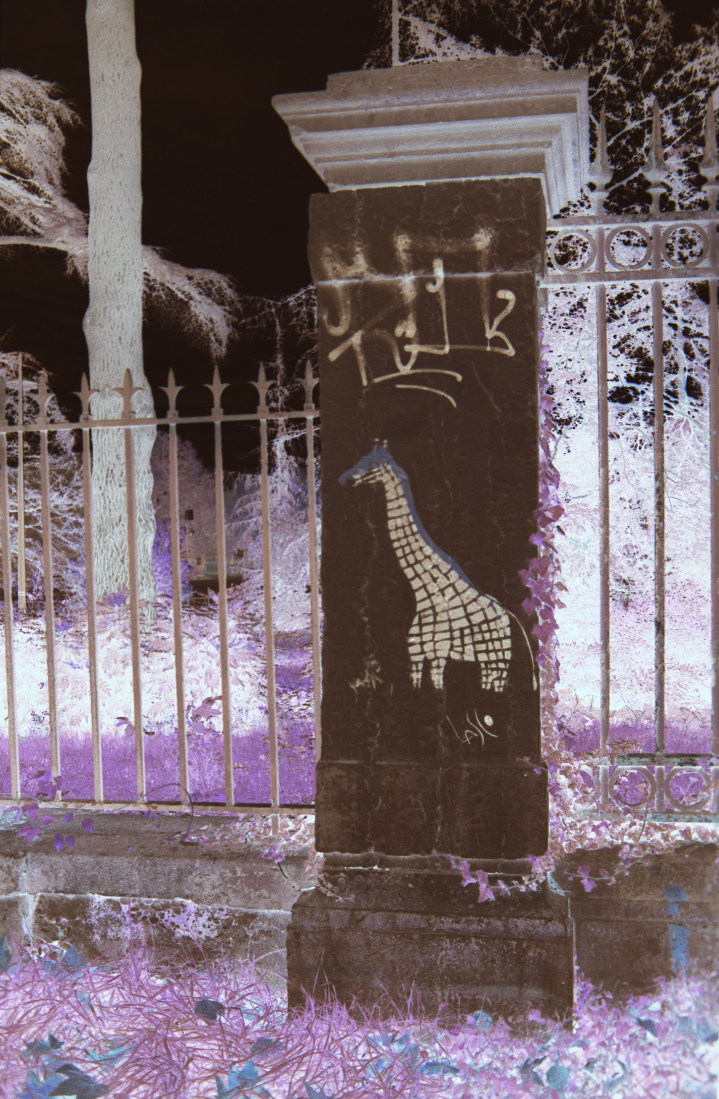A giraffe on a stone pillar, intriguing right ? It signed Lasco, yes the same name as those prehistoric caves. And it make sense when you wander around Lyon, you will catch numerous of its other pieces on the city wall, all with the same theme: animals painted like we were 2.8 millions years back in the past. But the canvas has changed. As eye-catchy as it is my shot was missing something ... So I decided to not invert the negative. Bright stone and cold sky turn to darker warm shades, and the giraffe now nicely layer like an upper relief on its canvas. And the grass, turn to funky purple shades, quite unsettling ? But maybe that plays nicely with what the street-artist wanted, prehistoric drawings in our modern era is quite intriguing right ?