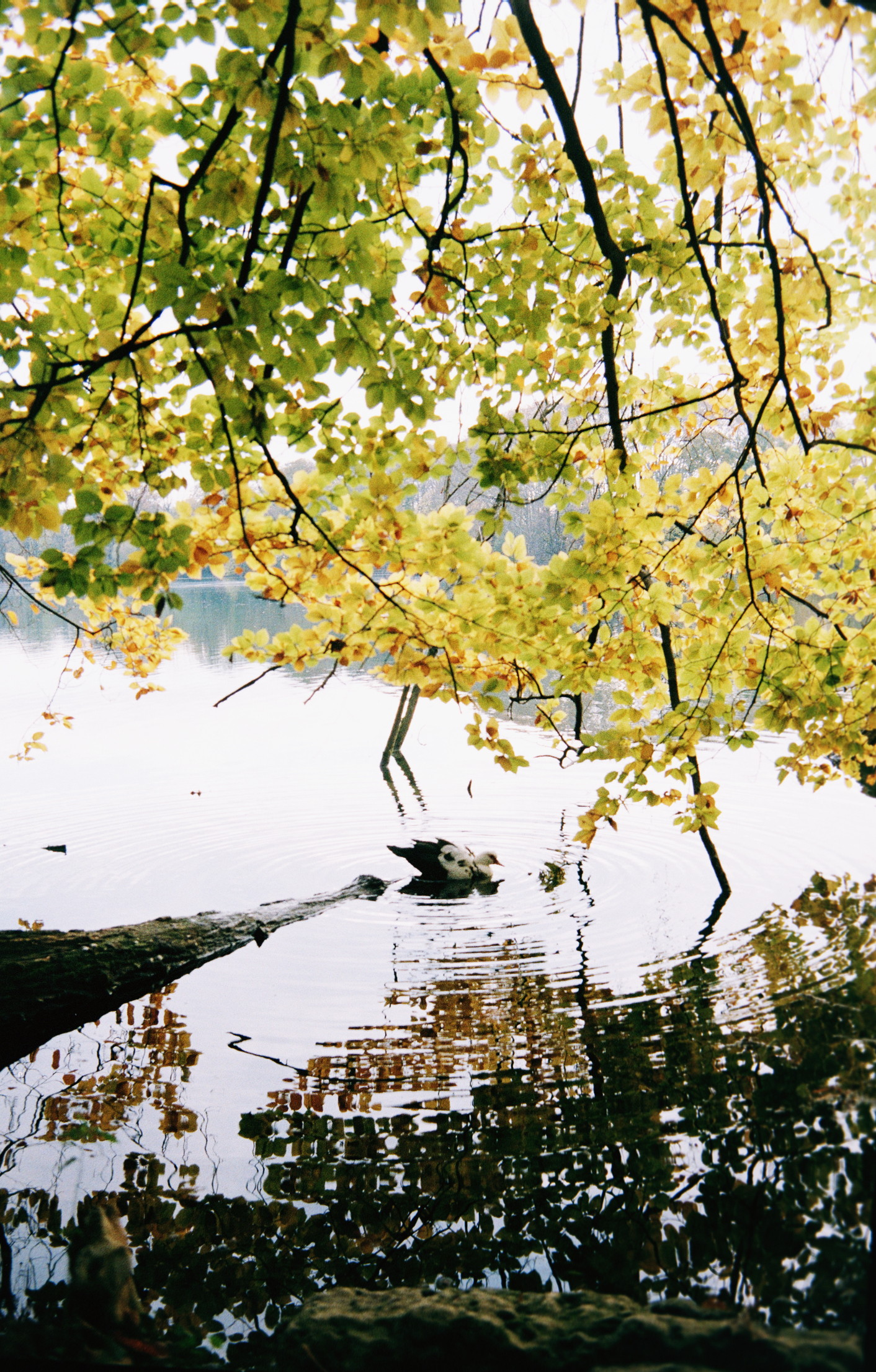 Floating by the bank of the lake, unbothered, moisturized. Happy. A duck ? Is it though ? Because I’m not good at birds and it has an uncommon plumage, black from the back, from white to the head, with a dark spot around the eye. Anyway, that’s a cool bird, chilling under the beautiful foliage of an autumnal tree, breaking the calm water surface with satisfying ripples.