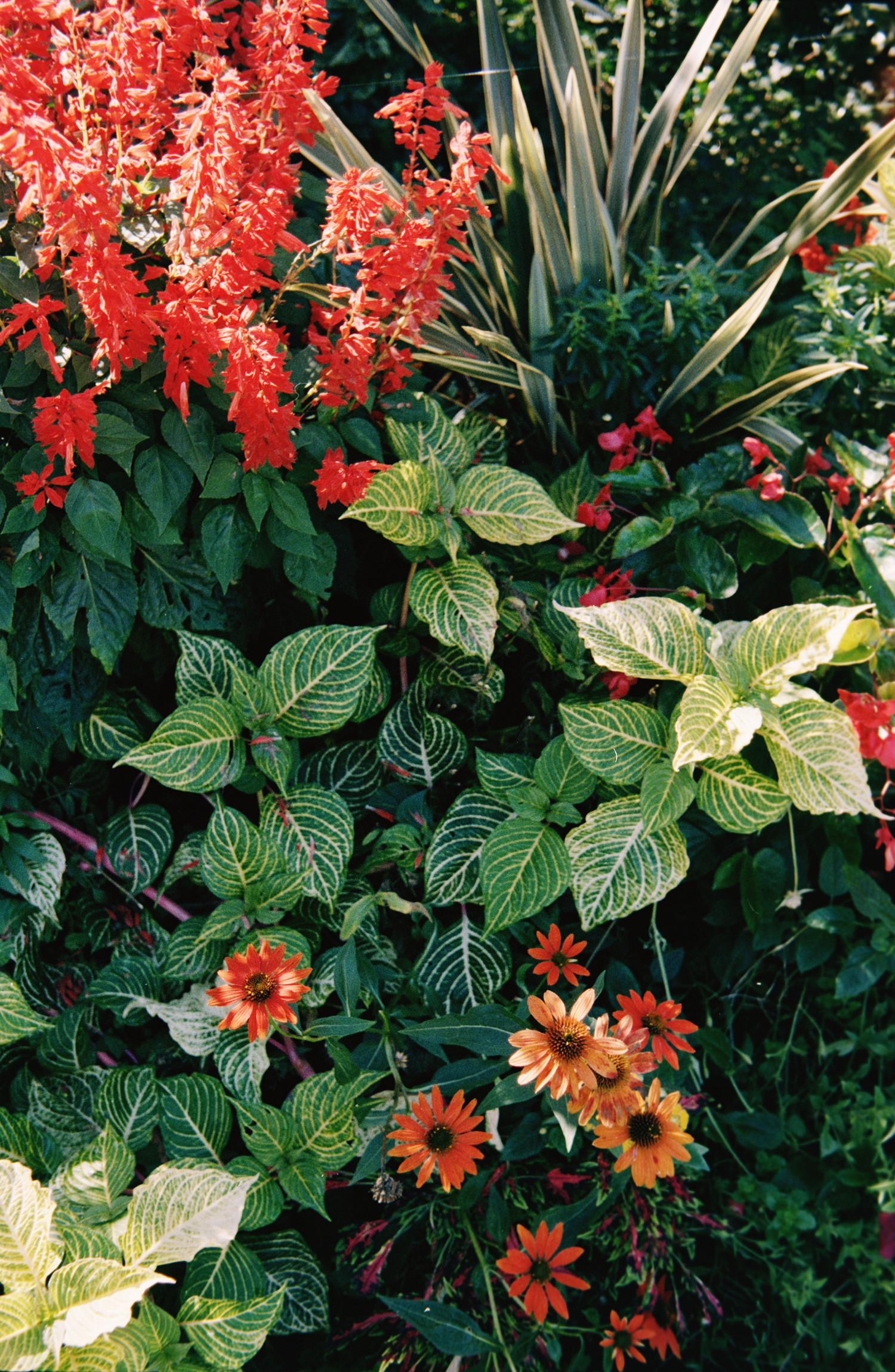We are in November but it doesn't feel like it. There's this gorgeous flowerbed bathing in the sun which looks so goood. It has plants of all shapes and forms, but colors only alternate between the vivid red of flowers and the freshness of the chlorophyll. You have spiky kind of yucca, dense grapes of flowers, smooth textured leaves and dense actinomorphic flowers. A healthy salad of plants to calm whatever mess is going on in your life.