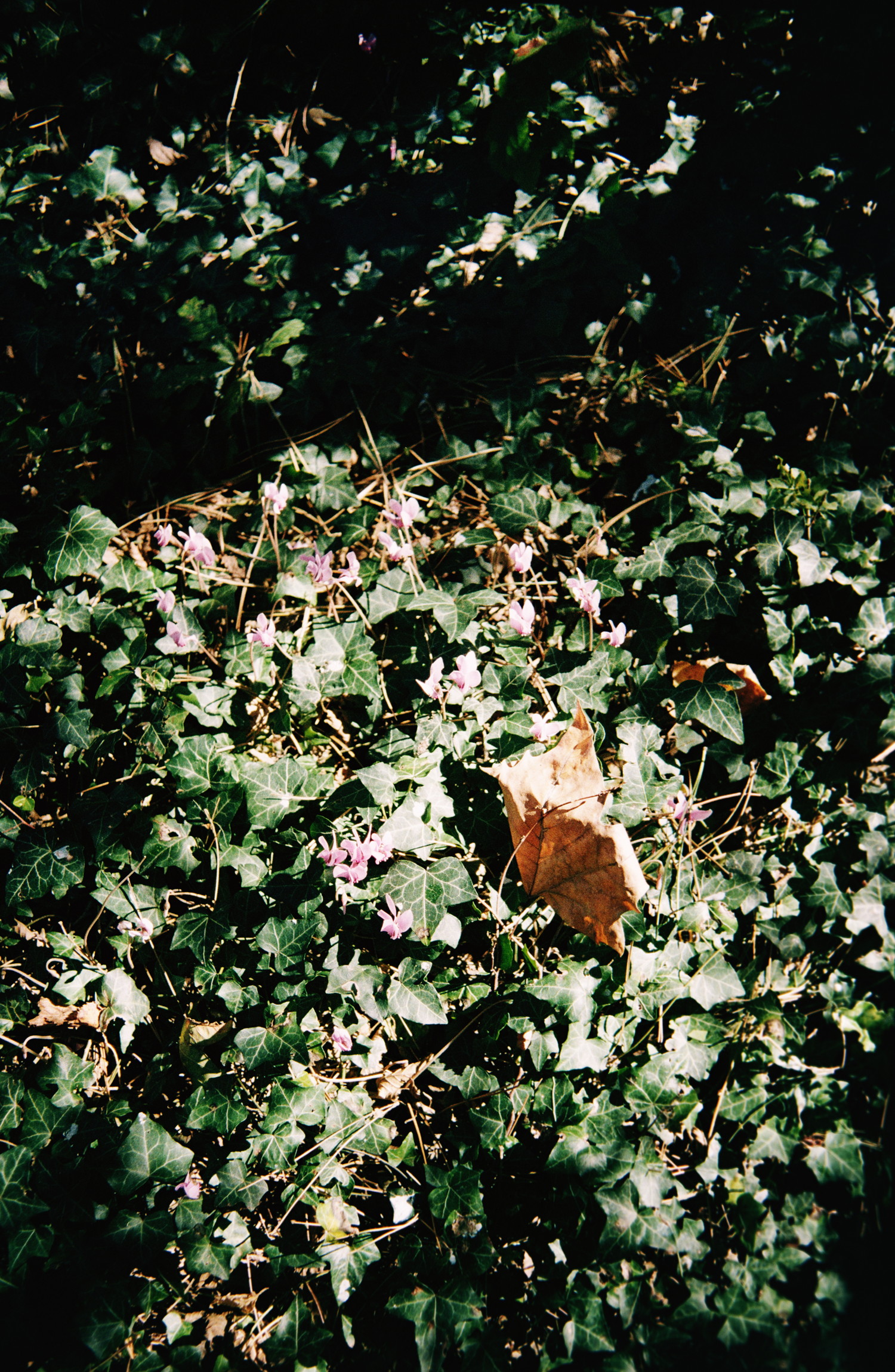 "Boring" could describe this corner of garden, but I think it's not. There's not much going on but there a lot too. A mix of textures and shapes, sun playing with shadows. You have floating ivy leaves covering the ground, scattered pine needles and soft small flowers piercing through. And over this vegetation carpet, sit a single fallen dead leaf as an outsider.
