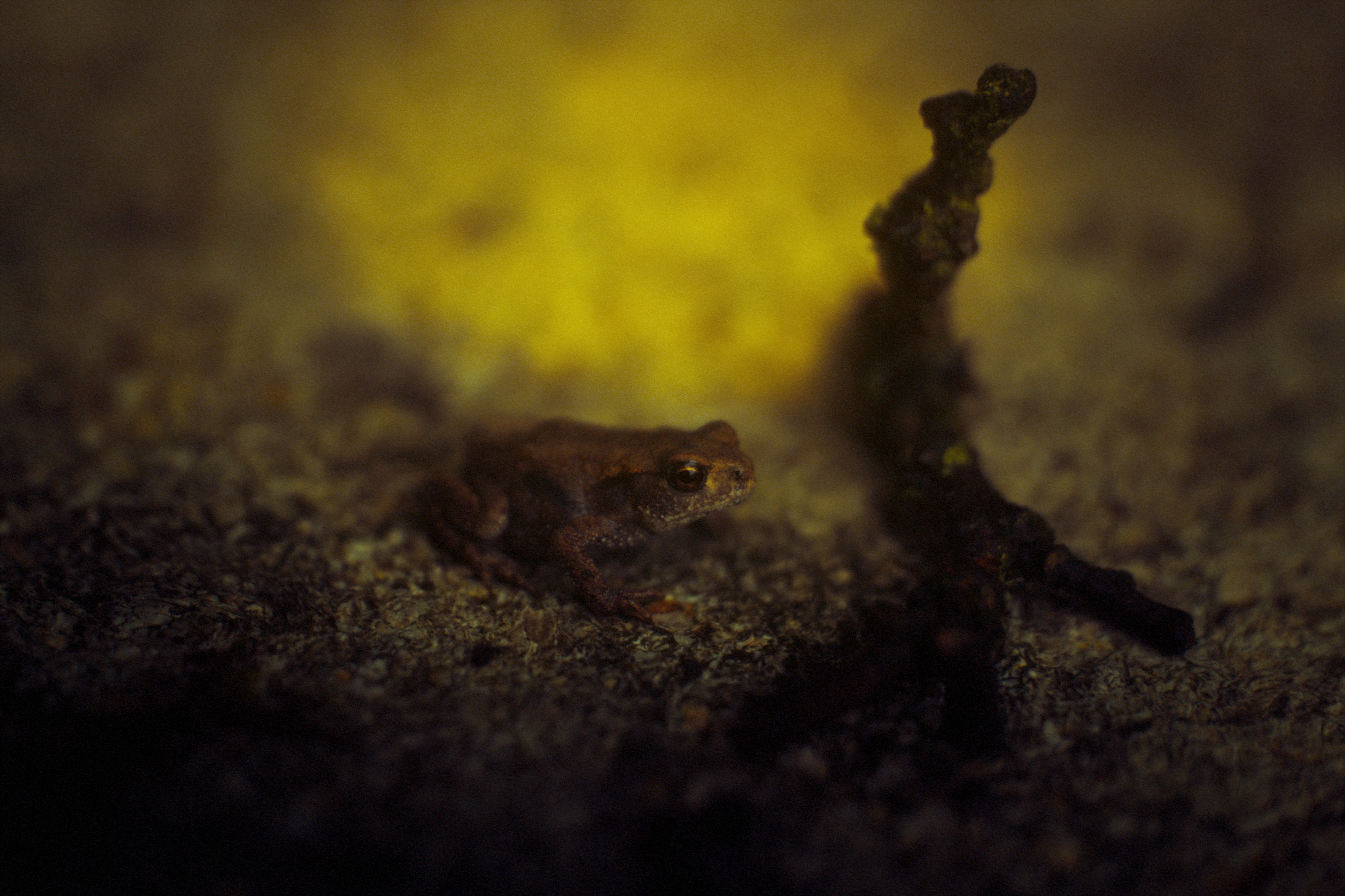 Why are they angy >:( who could have hurt this baby toad ?? I'll fight them with my life. Or perhaps they doesn't like being photographed ? But how to resist, they looks so tiny compared to the piece of branch next to them.
