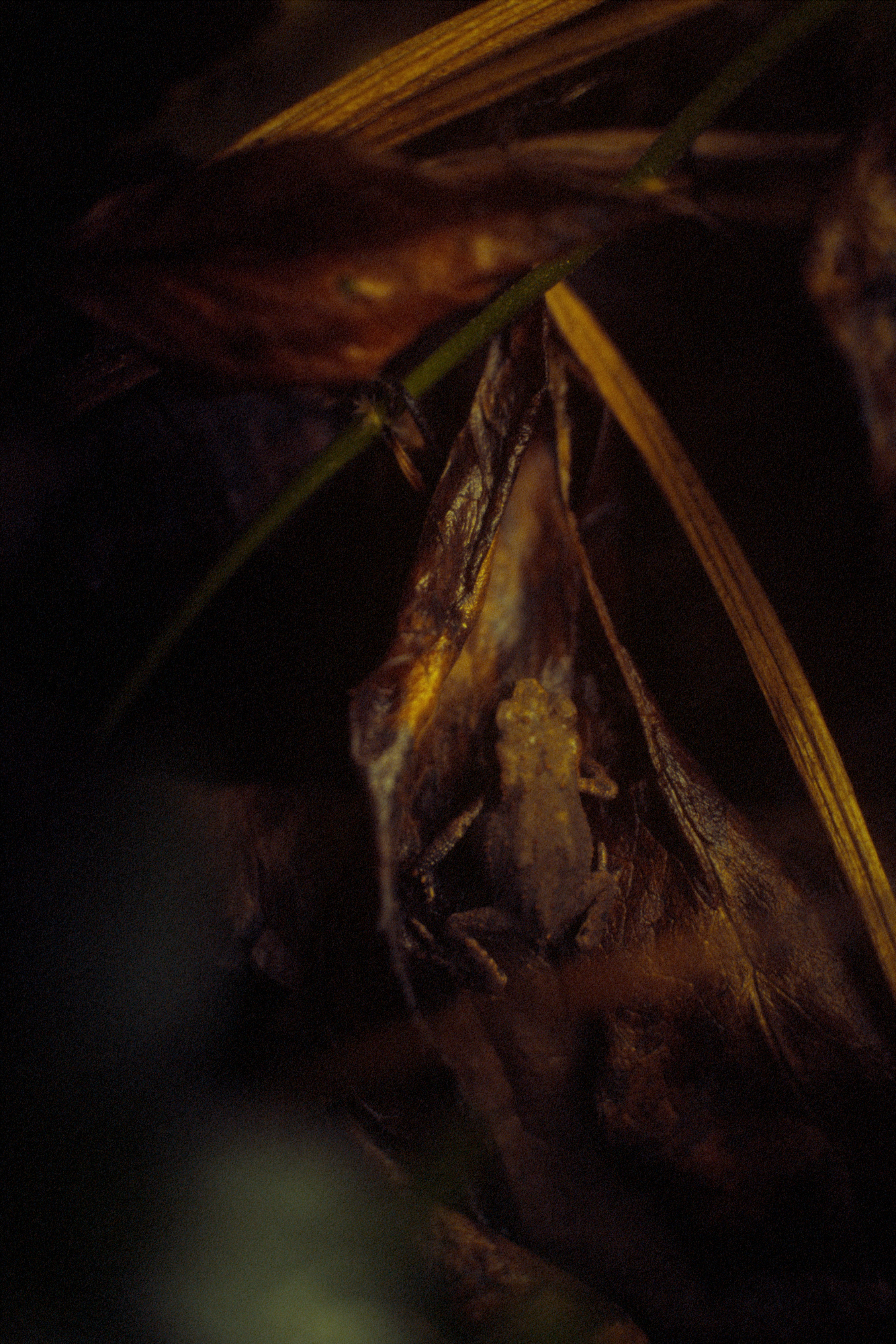 Playing the camouflage game, barely noticeable against the bed of dead leaves. You have to wait for a movement, for the creature to be spotted. A baby toad ? Blink away one second and their gone, bouncing nowhere and everywhere.