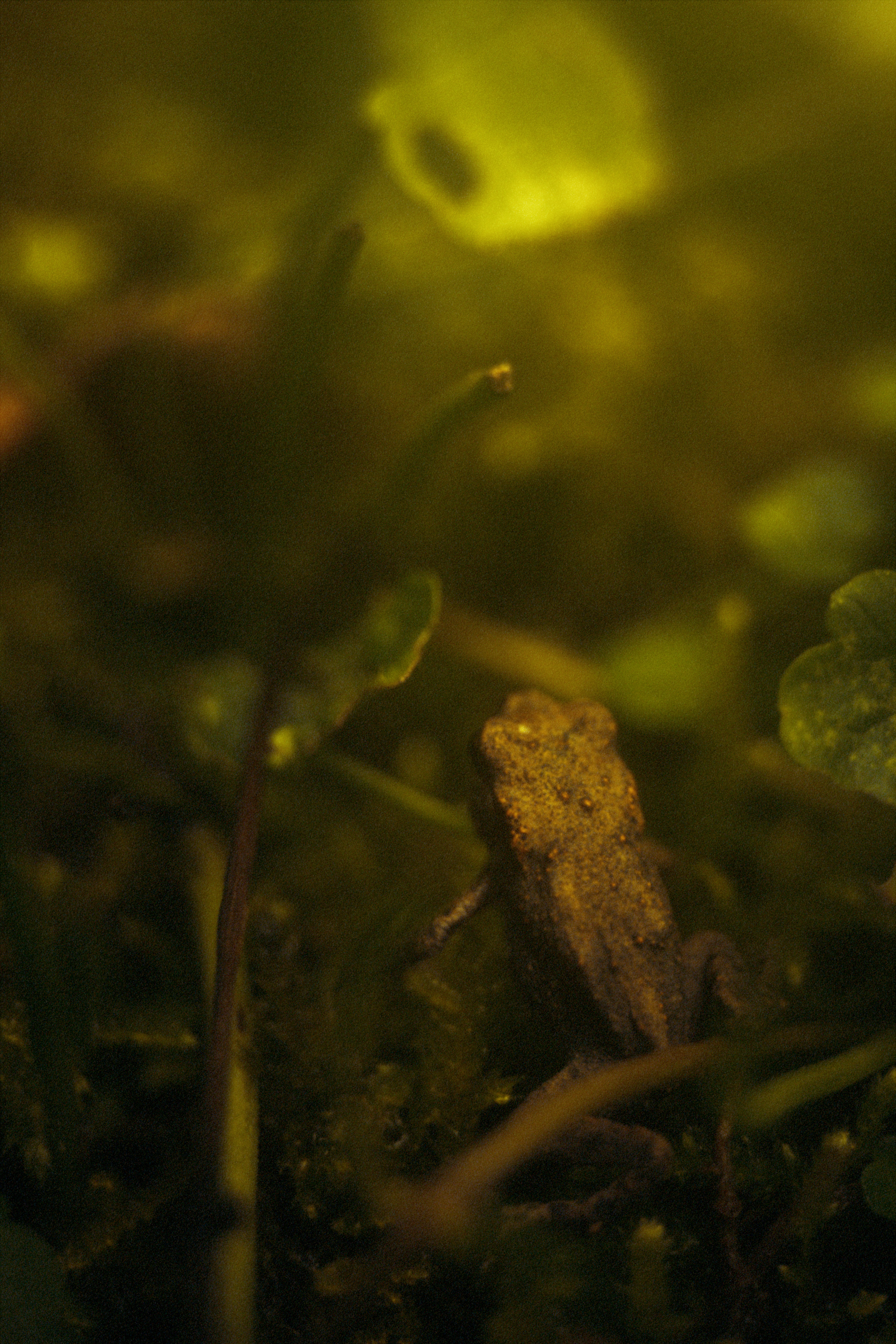 Get closer, more close, closer until cloves looks like small tree and moss like tall grass. And only there what might looks like a rock, or another debris, is no more, but a toad. A tiny toad lost in vast microscopic jungle. Adventurer of a world we ignore.