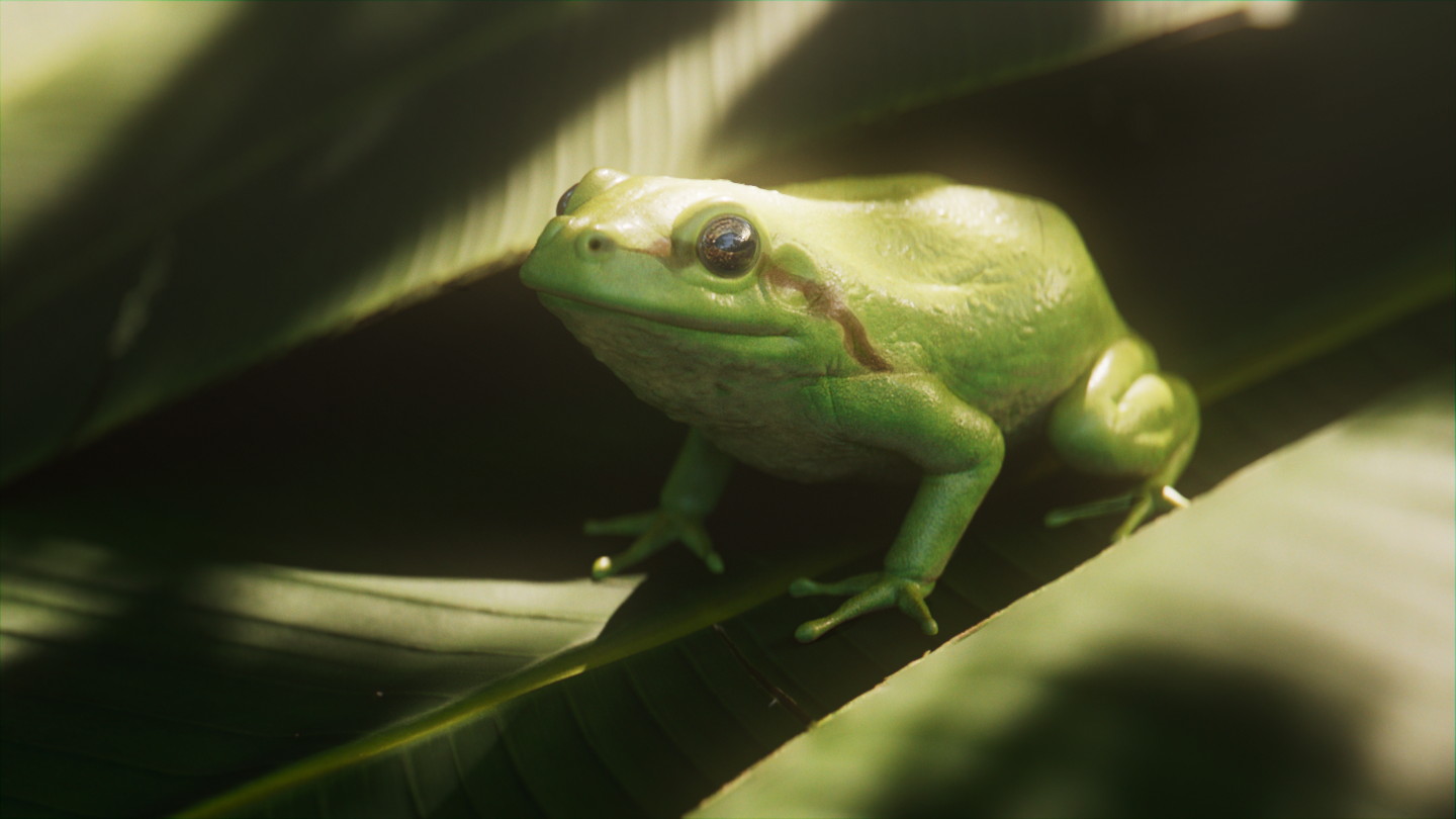 A very polite green frog on some palm tree leaf.